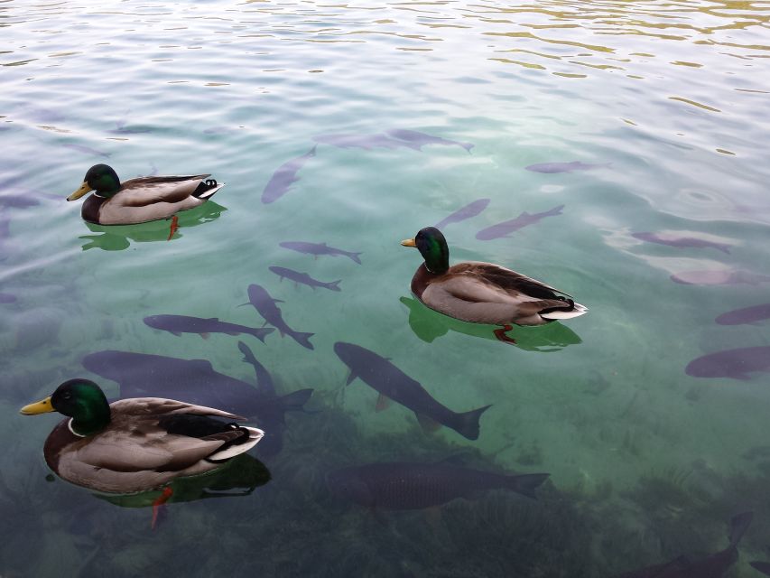 Full Day Private Tour of Plitvice Lakes From Split & Trogir - Wildlife Photography