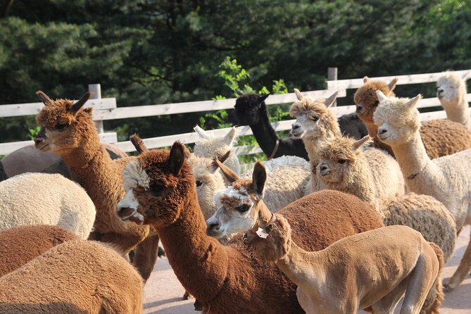 Full-Day Tour in Mt. Seorak & Nami (+Rail Bike Option) - Traveler Experiences and Reviews
