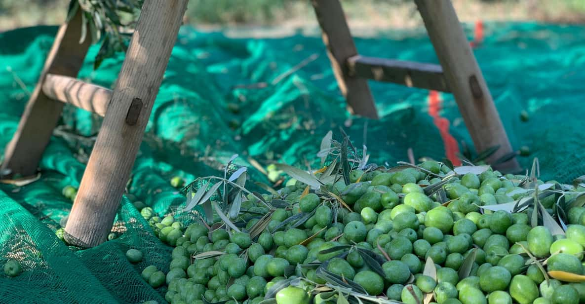 Full Tour: Lets Discover How to Make Olive Oil Tour - Olive Oil Tasting Details