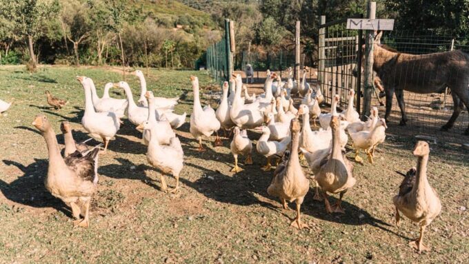 Gallura: Picnic on a Farm With Animals - Meeting Point and Attire