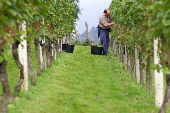 Getaria Txakoli Wine Tour From San Sebastian - Customer Reviews and Ratings