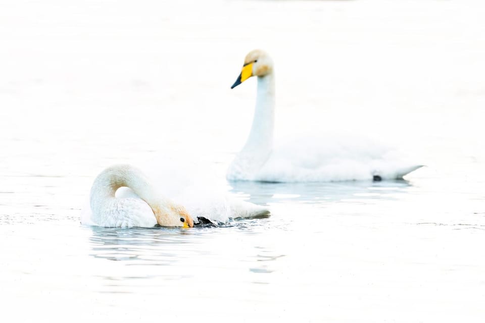 Glasgow: Beginners Wildlife Photography Workshop - Accessibility Features