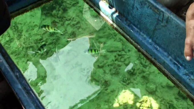 Glass Bottom Boat Ride in Trincomalee - Availability and Scheduling