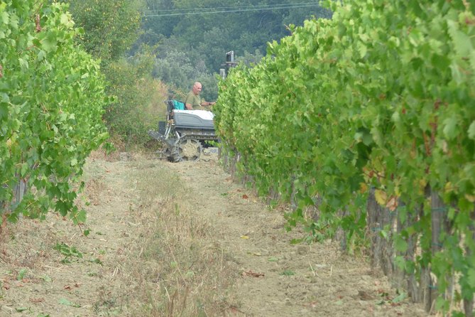 Gourmet Wine Tour San Gimignano Wine Tasting - San Quirico Winery - Delicious Food and Wine Pairings