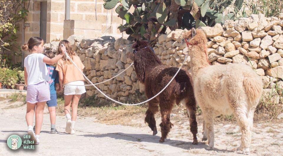 Gozo Alpaca Walks : With Feeding and Farm Visit - Tips for Your Visit