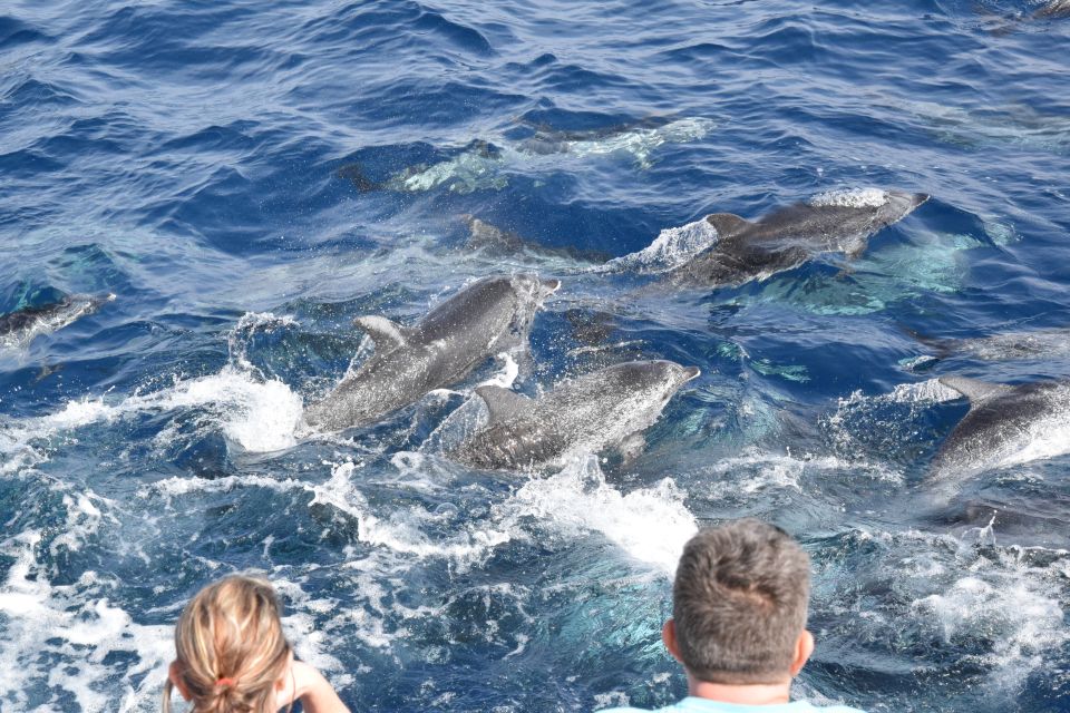 Gran Canaria: Dolphin and Whale Watching Cruise - Recommended Attire