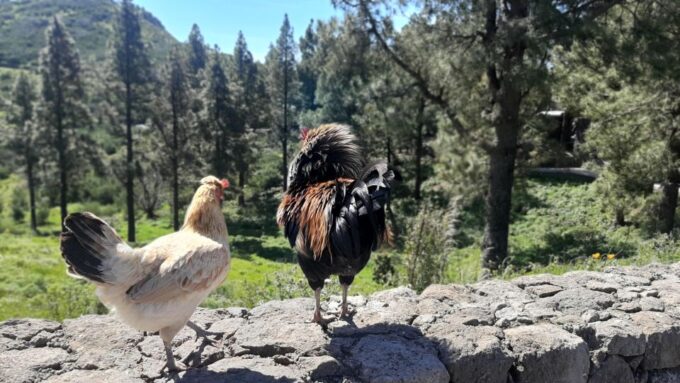 Gran Canaria: Tejeda & Sacred Mountains by 2 Native Guides - Price, Duration, and Languages