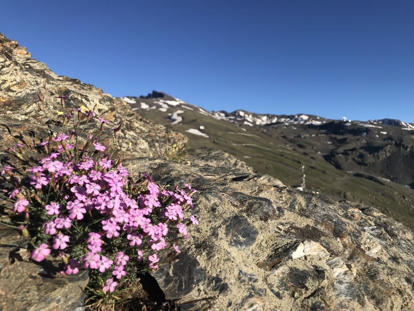 Granada: High Sierra Nevada Hiking Tour - Wildlife and Flora