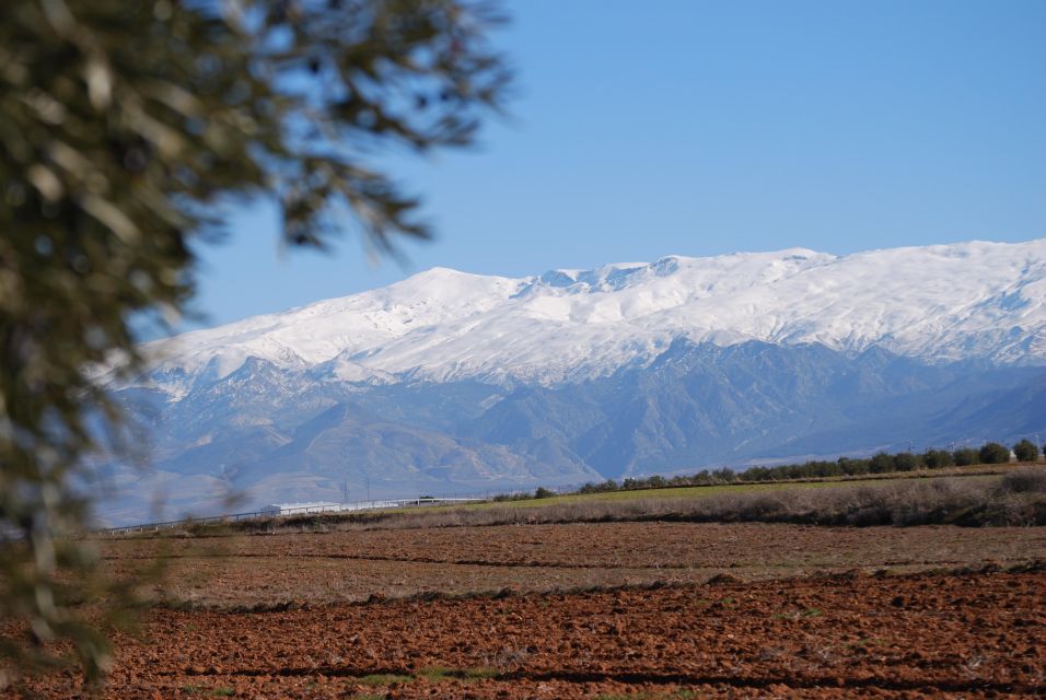 Granada in Evoo: Olive Grove Guided Tour and Sensory Tasting - Explore Olive Grove