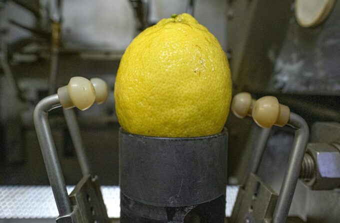 Grandpa Mario Lemon Tour - Lemon Cultivation and Processing