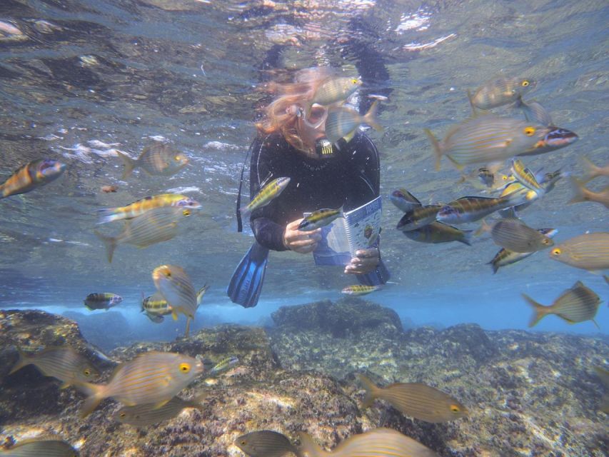 Guided Snorkeling Experience - Marine Life and Scenery