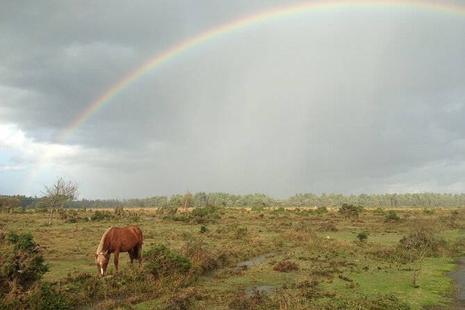 Guided Walking Tour of New Forest National Park in Hampshire - Guided Nature Walks and Activities