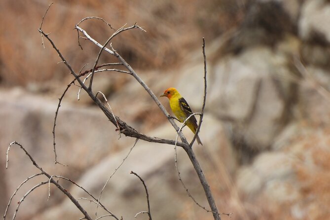 Half-Day Guided Hike in Joshua Tree National Park - Booking Your Guided Hike