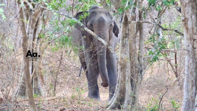 Half-Day Wild Safari in Yala National Park - Customer Reviews and Ratings