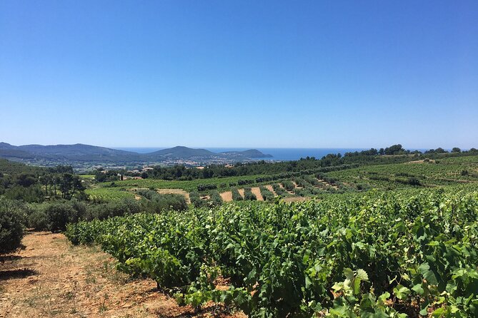 Half Day Wine Tour in Bandol & Cassis From Aix En Provence - Tasting Exceptional Wines