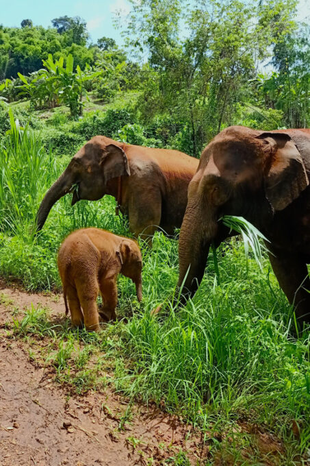 Half-Day With CHIANGMAI ELEPHANT CARE Program (12pm-5pm.) - Booking and Cancellation