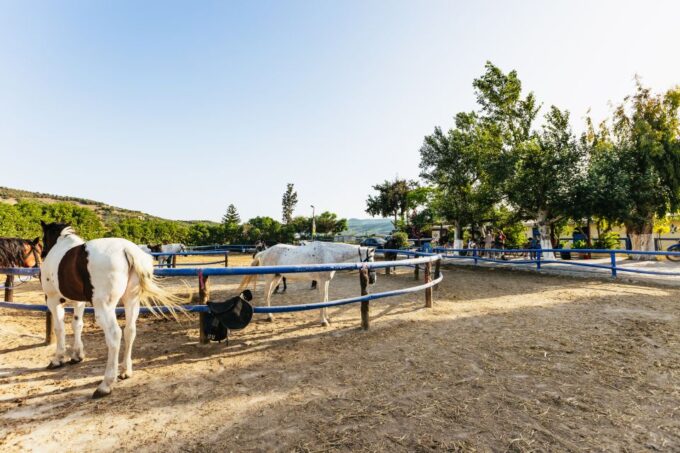 Heraklion: Horse Ride in the Cretan Mountains - What to Bring