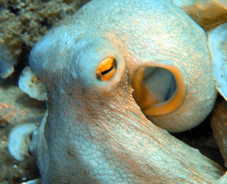 Heraklion: Scuba Diving Experience for First-Timers - Preparing for the Adventure