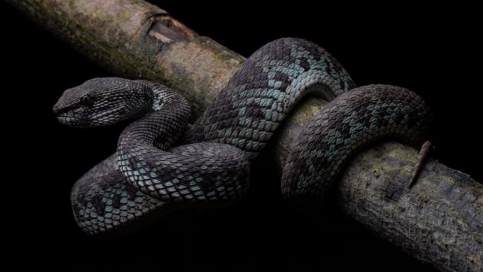 Herpetofauna Night Walk - What to Bring for the Walk
