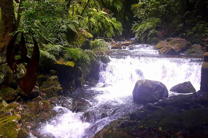 Hidden Corners: Levada Walk From Funchal - Native Flora and Fauna