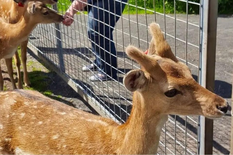 Highland Cows, Walk Alpacas & Scottish Wildlife Centre - Inclusions and Amenities