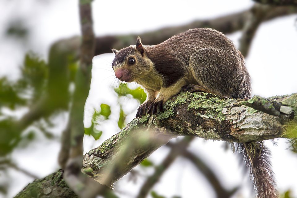 Hikkaduwa/Galle/Weligama/Mirissa: Yala National Park Safari - Highlights of Yala National Park