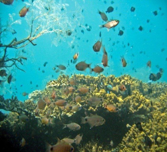 Hoi An: Cham Islands Snorkeling Trip by Speedboat With Lunch - Customer Reviews