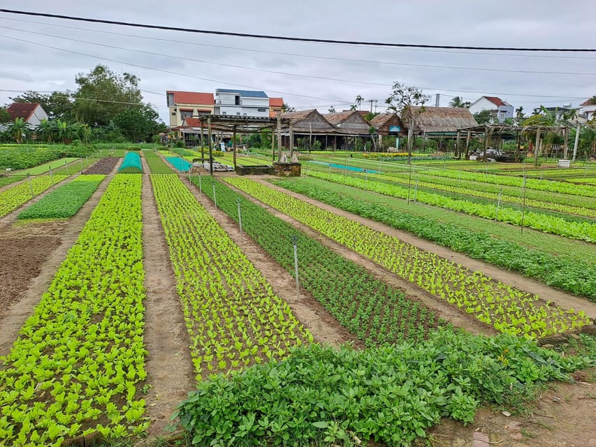 Hoi An Countryside by USA Jeep Ride - Tra Que Herb Garden