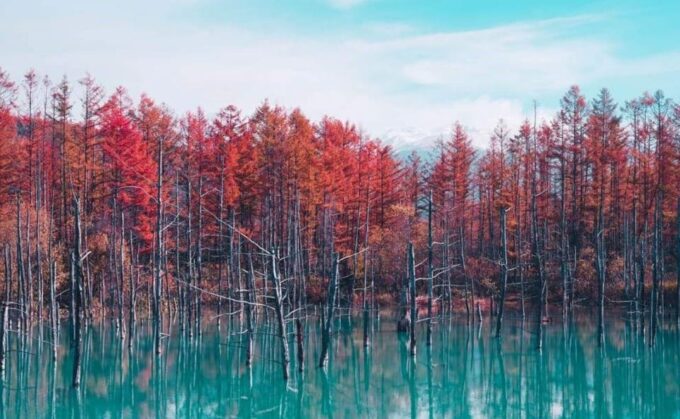 Hokkaido Biei Green Pond and Furano Flower Sea | Day Tour - Accessibility Features