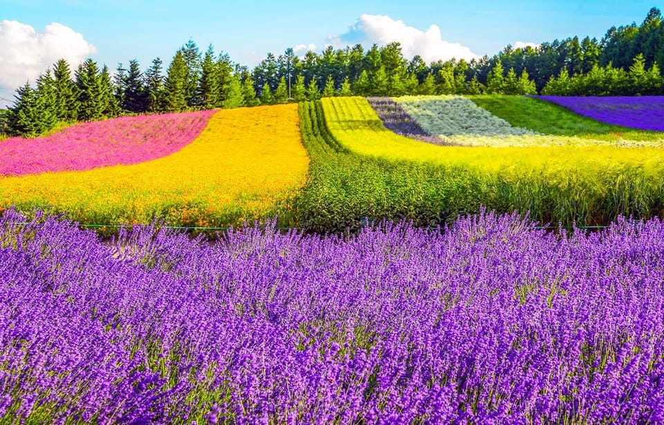 Hokkaido:Biei Blue Pond,Flower Fields, Ningle Terrace Trip - Booking Information