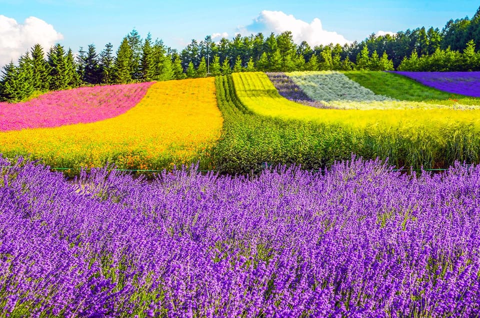 Hokkaido:Biei, Flower Sea Full-Day Tour With Lunch Options - Cancellation and Refund Policy