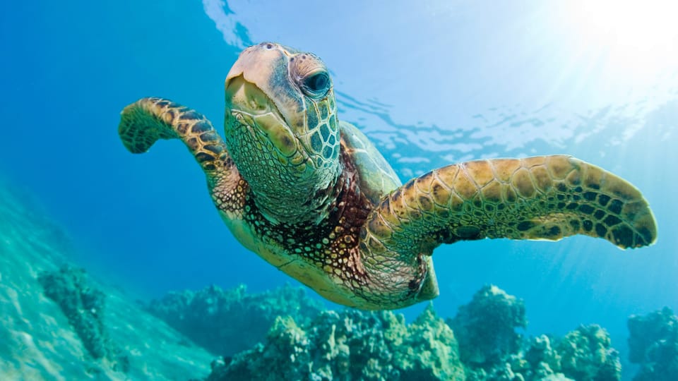 Honolulu: Glass Bottom Boat Tour Along Oahus South Shore - Beverages and Alcohol