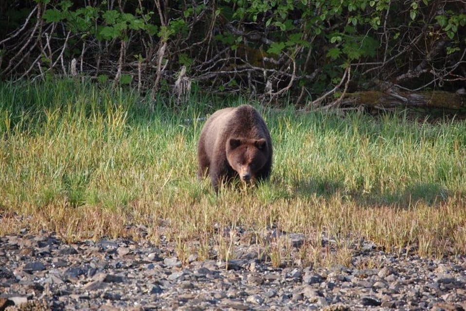 Hoonah: Chichagof Island Brown Bear Search - Frequently Asked Questions