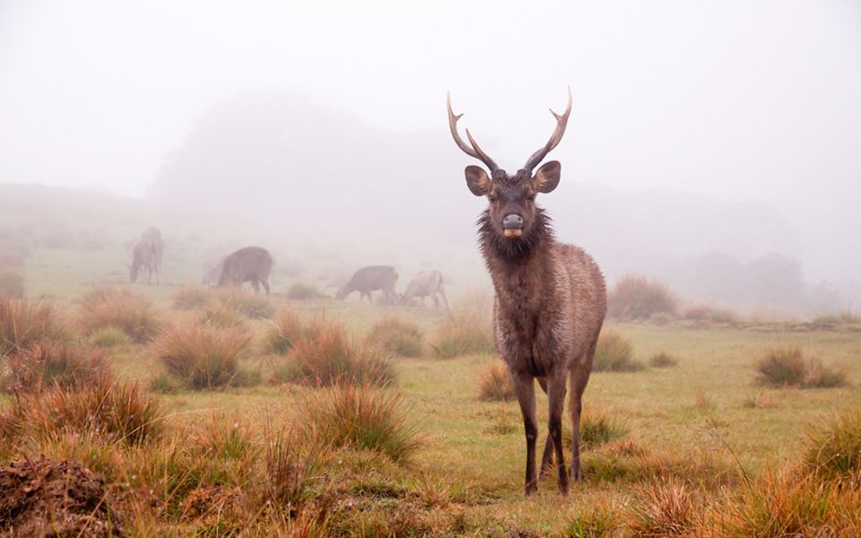 Horton Plains National Park Tour & Scenic Train Ride - Horton Plains National Park