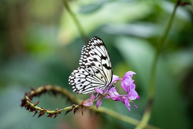 Houston Museum of Natural Science and Cockrell Butterfly Center - Ticketing and Admission Information