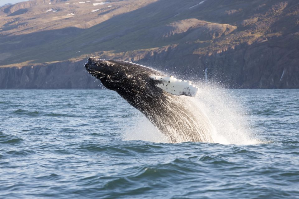 Húsavík: Big Whales and Puffin Island Speedboat Tour - Customer Reviews and Ratings