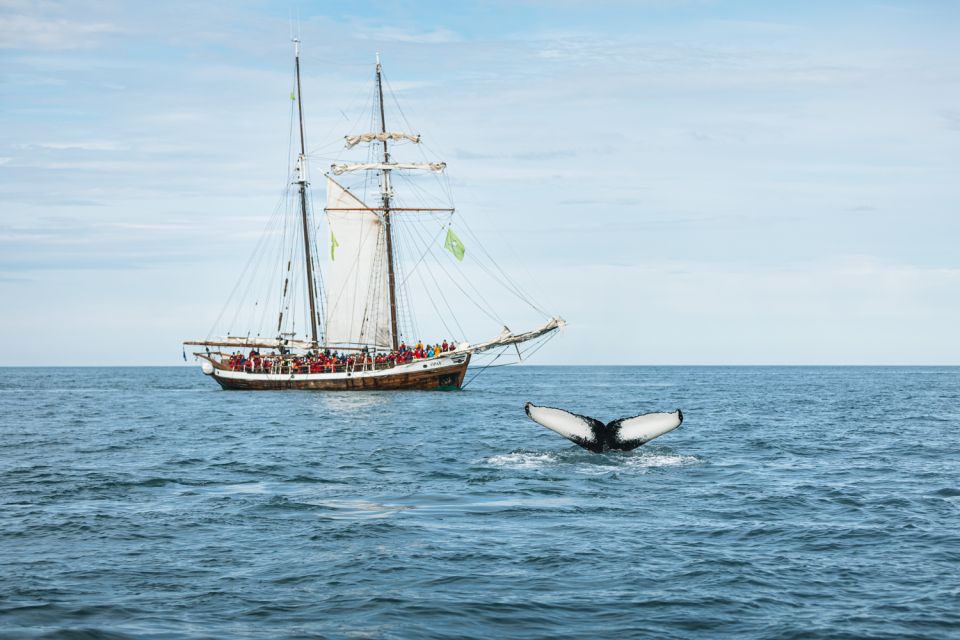 Húsavík: Whale Watching on a Carbon Neutral Oak Boat - Booking Information