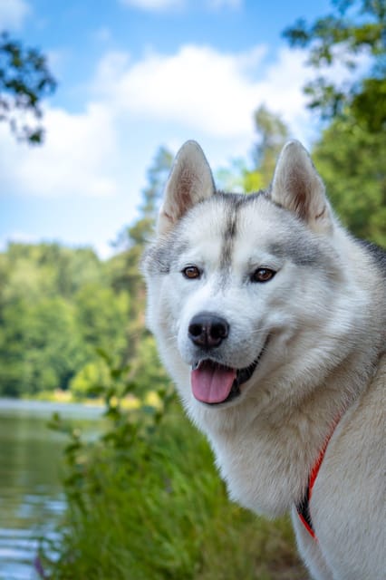 Husky Experience Hiking Althütte - Starting Location and Meeting Point