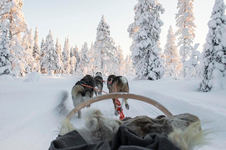 Husky Safari 1 Hour (10 Km) Small-Group Mushing Experience - Customer Reviews and Ratings