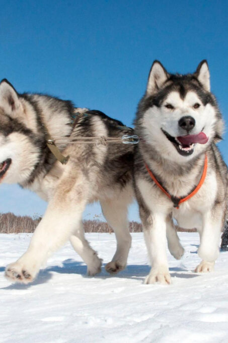 Husky Sledding Ride 1,5 Km Family Trip - Local Culture Insights
