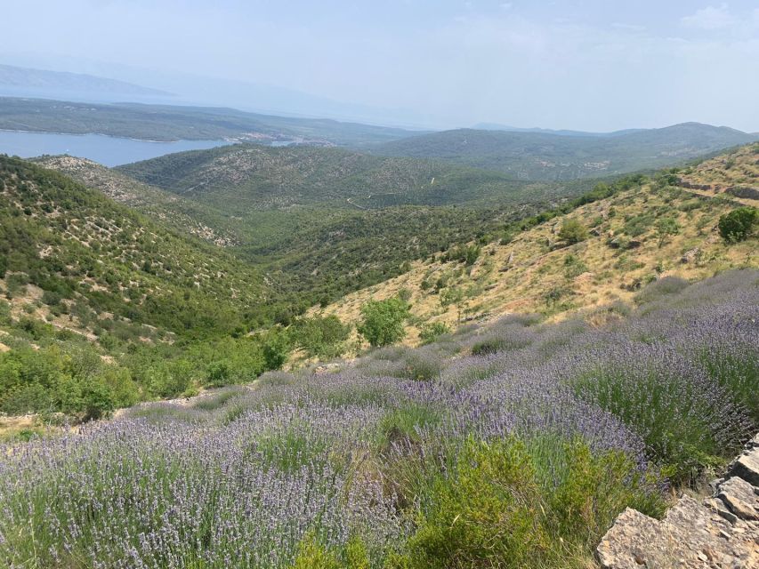 Hvar: Hvar Wine Tasting Experience - Scenic Drive Through Hvar