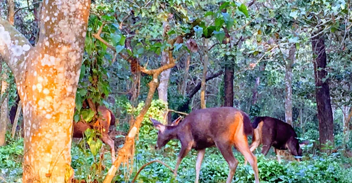 In the Heart of Nature: Full-Day Walking Safari in Chitwan - Best Times to Visit