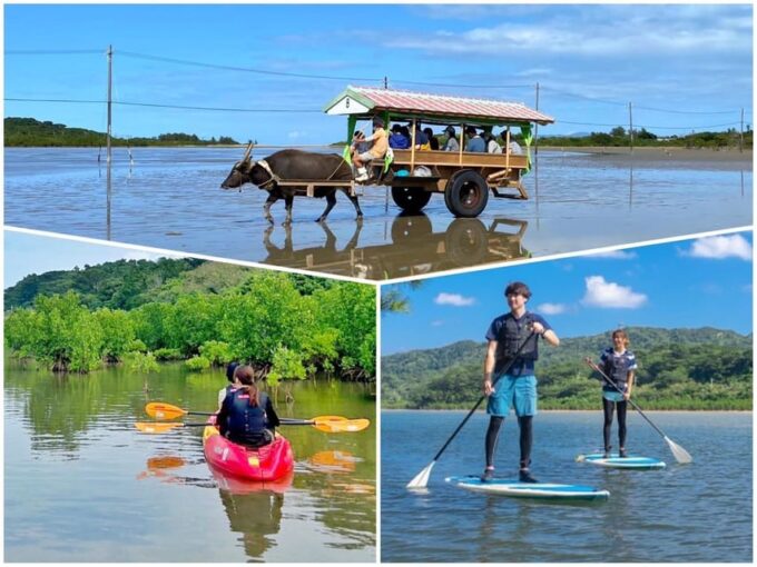 Iriomote: Mangrove Canoe and Yubujima Sightseeing Tour! - Customer Feedback