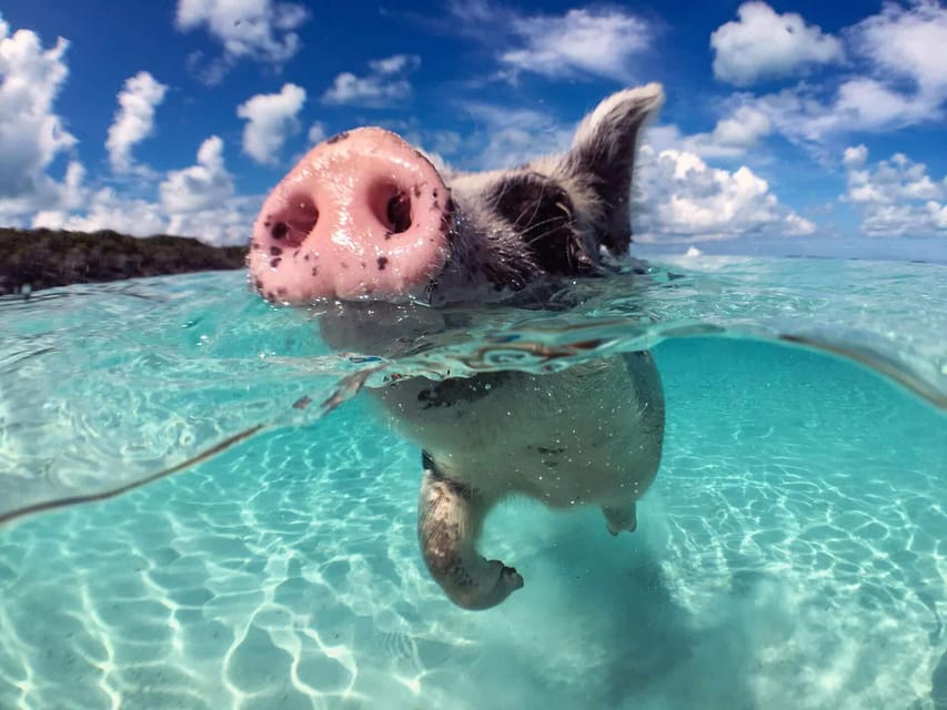 Island Escape: Excursion to Pig Island From Samui - Panoramic Lunch Views