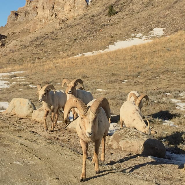 Jackson: Grand Teton Sunrise Safari With Naturalist Guide - What to Bring Along