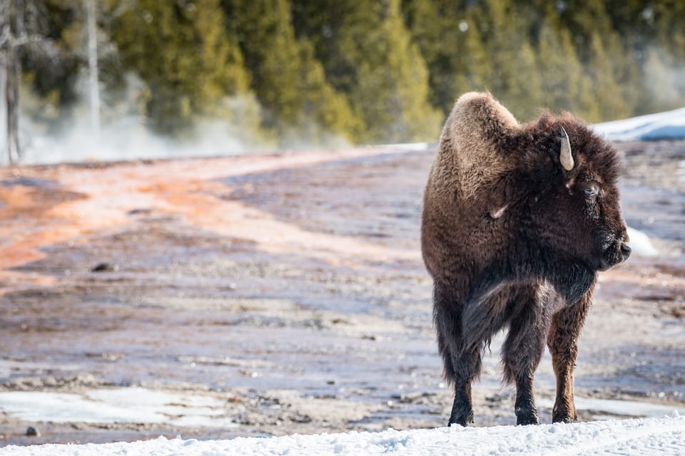 Jackson: Yellowstone Snowcoach Tour to Old Faithful - Wildlife Spotting Opportunities