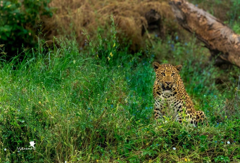 Jaipur: Leopards Safari Tour at Jhalana L Spot Wild Animals - Best Time to Visit