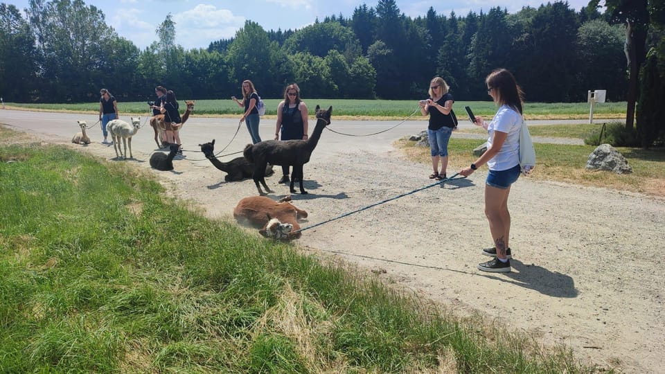 Jettingen-Scheppach: Alpaca Hike With Coffee and Cake - Tour Logistics