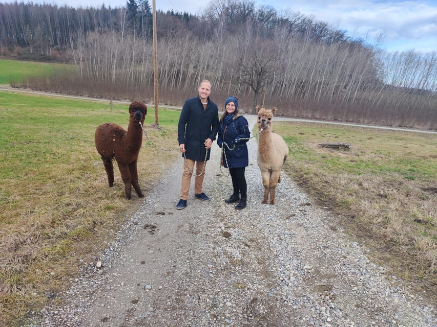 Jettingen-Scheppach: Exclusive Alpaca Couple Hike - Picturesque Mountain Top Views