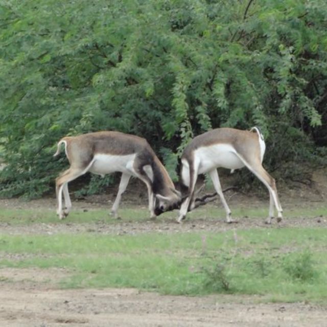 Jodhpur Bishnoi Village Safari Tour With Sumer - Local Villager Interactions